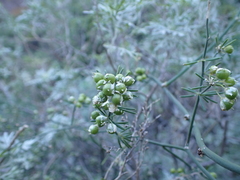 Asparagus umbellatus image