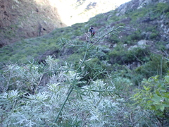 Asparagus umbellatus image