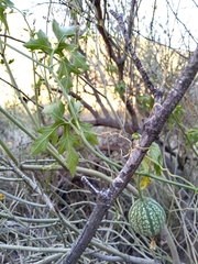 Cucurbitella asperata