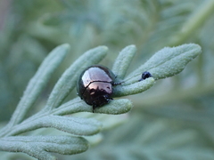 Chrysolina gemina