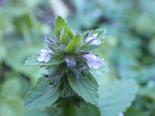 Stachys arvensis image