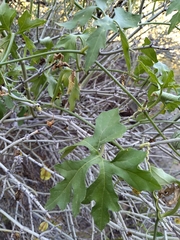 Cucurbitella asperata