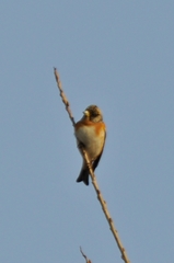Fringilla montifringilla