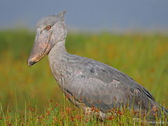 Shoebill photo 2
