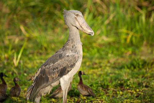 Shoebill