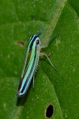 Sibovia taeniatifrons