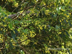 Pittosporum illicioides