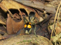 Traumatomutilla quadrinotata