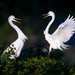 Great Egret - Photo (c) Diana Robinson, some rights reserved (CC BY-NC-ND)