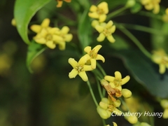 Pittosporum illicioides