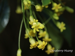 Pittosporum illicioides