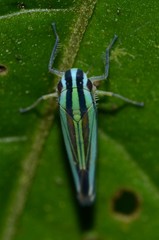 Sibovia taeniatifrons