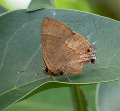 Arzecla tucumanensis