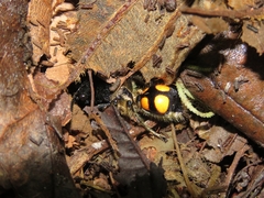 Traumatomutilla quadrinotata