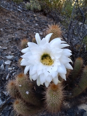 Trichocereus strigosus