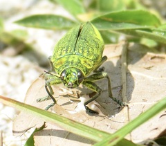 Chrysodema auroplagiata