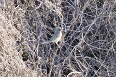 Emberiza spodocephala