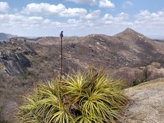 Encholirium spectabile