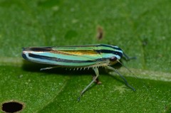 Sibovia taeniatifrons