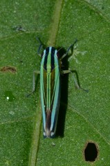 Sibovia taeniatifrons