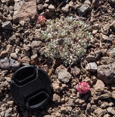 Eriogonum ovalifolium rubidum