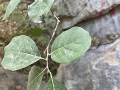 Diospyros sphaerantha