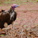 Lappet-faced Vulture - Photo (c) Bernard DUPONT, some rights reserved (CC BY-SA)