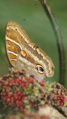 Opoptera syme