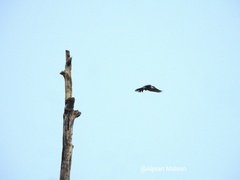 Lalage leucopygialis