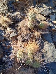 Tephrocactus aoracanthus