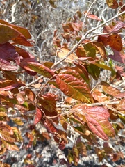 Campomanesia eugenioides