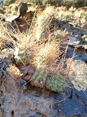 Tephrocactus aoracanthus