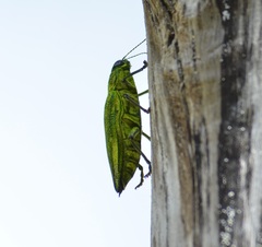 Chrysodema auroplagiata