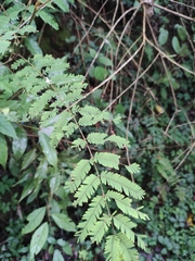Mimosa bimucronata