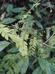 Mimosa bimucronata
