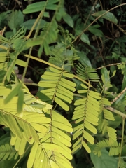 Mimosa bimucronata