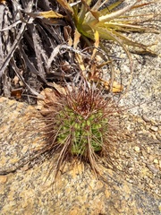 Melocactus ernestii