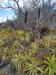 Encholirium spectabile