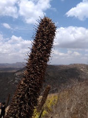 Encholirium spectabile