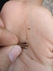 Encholirium spectabile