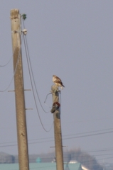 Buteo japonicus