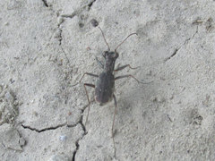 Parvindela cursitans