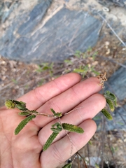 Aloysia castellanosii