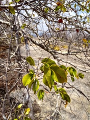 Peltogyne pauciflora