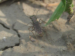 Parvindela cursitans