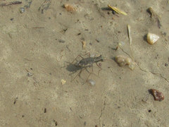 Parvindela cursitans