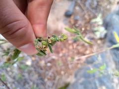 Aloysia castellanosii