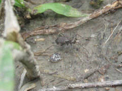 Parvindela cursitans