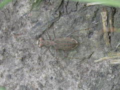 Parvindela cursitans