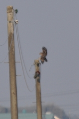 Buteo japonicus